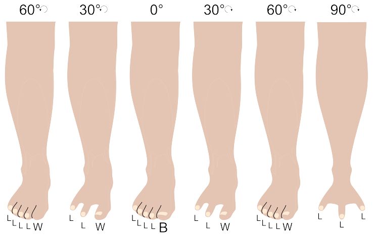 Legs -60..90.jpg
